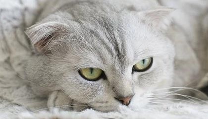  斯特拉斯堡攻势如潮难破铁桶阵，憾平劲旅暴露攻坚短板